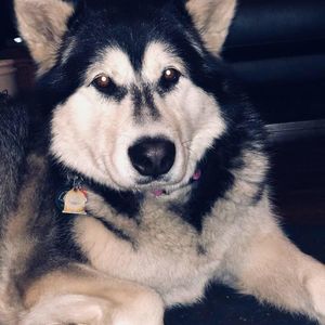 Meet your Posher, Morgan